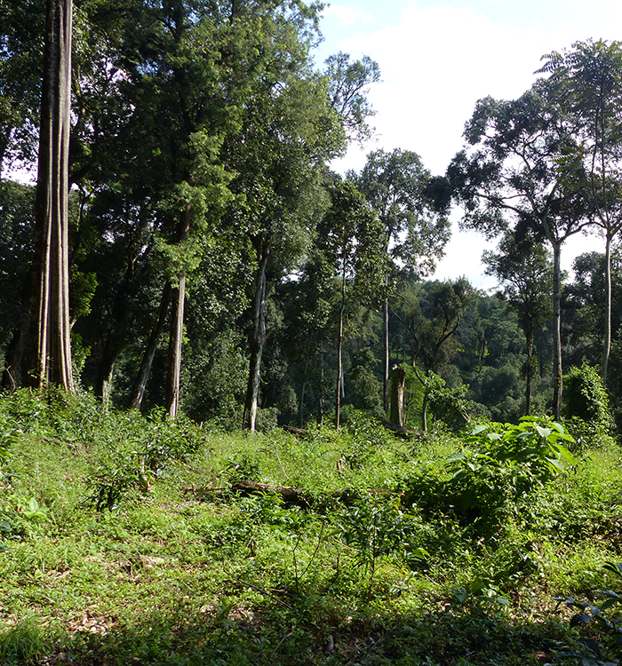 Dambi uddo, café de forêt