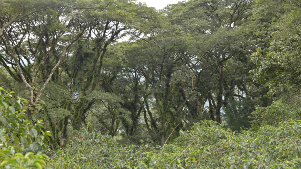 Café de forêt